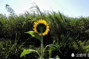 万科集团:拟发行20亿元中期票据 用于偿还存量债券‘Kaiyun官方网站’(图2) kaiyun官网入口