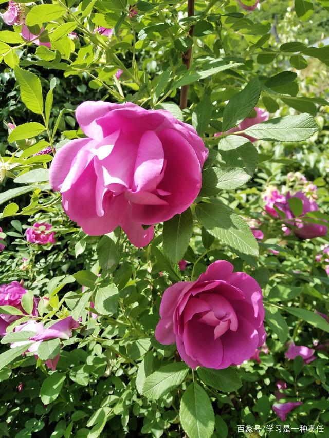 kaiyun官网入口|《如龙6:命之诗》如期发售 第一款免费DLC发布(图1) kaiyun官网入口