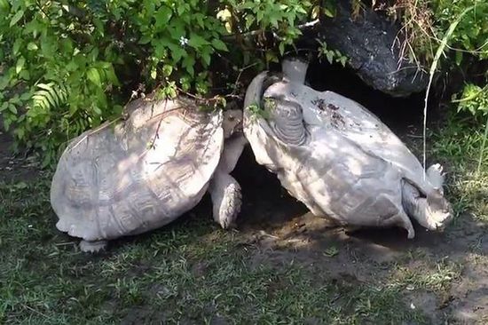 《怪物猎人:世界》事件任务预览 9月下旬正式上线‘kaiyun官网入口’(图1) 开云kaiyun官方网站