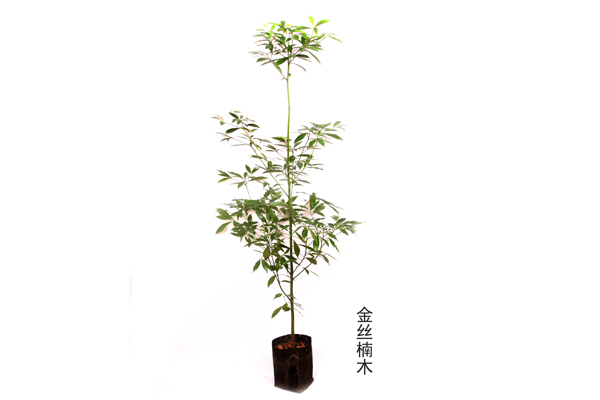 终于等到你!《骑马与砍杀2》3月31日登陆STEAM抢先体验“kaiyun官网入口”(图1) kaiyun官网入口