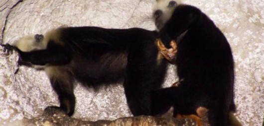 开云kaiyun官方网站:全国政协委员杨成长:房价永不下跌的观念要扭转(图1) Kaiyun官方网站