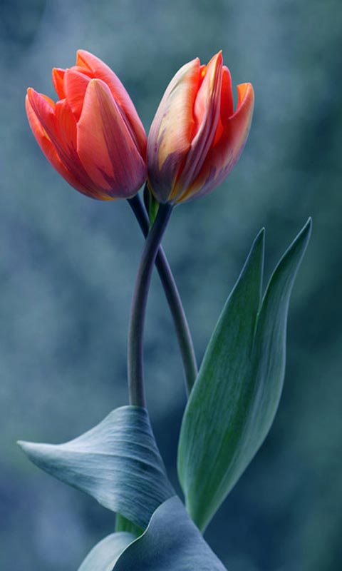 怪物猎人世界媒体评分解禁 IGN9.5平均分90非常推荐-Kaiyun官方网站(图1) Kaiyun官方网站