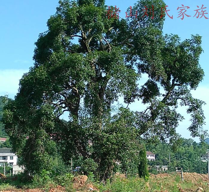 kaiyun官网入口_远洋集团与中交房地产集团达成战略合作(图1) kaiyun官网入口